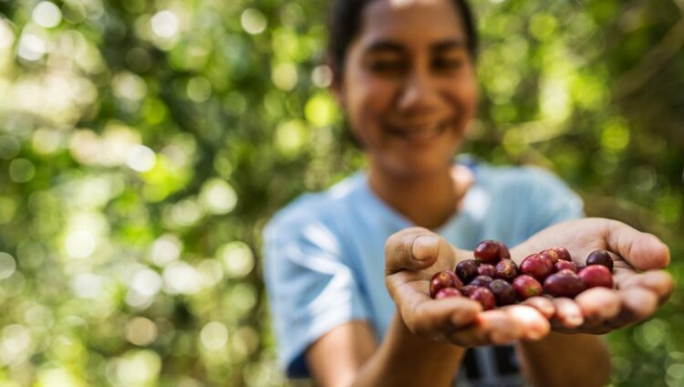 Portugal e Timor-Leste assinam acordos de cooperação no setor agrícola e do café 11 Portugal e Timor-Leste assinam acordos de cooperação no setor agrícola e do café