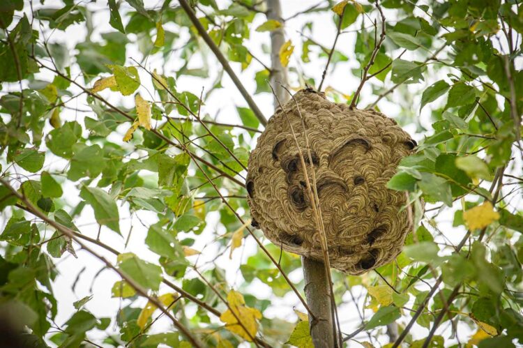 Vespa velutina chegou ao Minho há 10 anos. Apicultores já exterminaram “largos milhares”