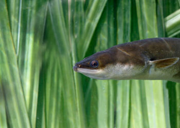 Empresas, pescadores e cientistas colaboram para salvar enguia europeia