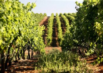 Preço dos Vinhos do Alentejo exportados atinge “máximo dos últimos cinco anos”