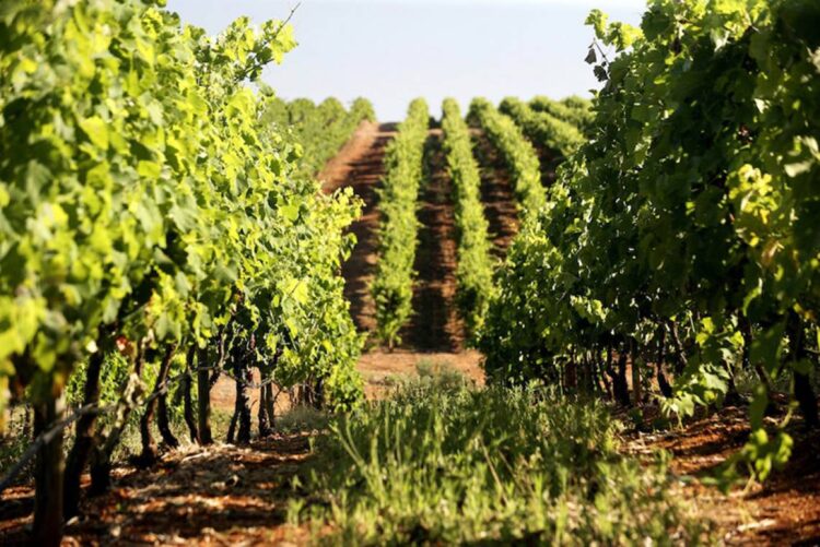 Preço dos Vinhos do Alentejo exportados atinge “máximo dos últimos cinco anos” 11 Preço dos Vinhos do Alentejo exportados atinge “máximo dos últimos cinco anos”