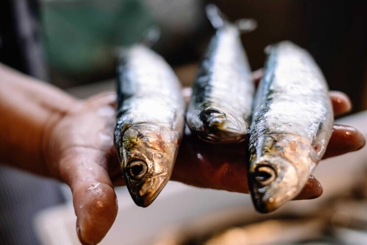 Projeto que avalia “stock” da sardinha prolongado após atrasos devido à covid-19 11 Projeto que avalia “stock” da sardinha prolongado após atrasos devido à covid-19