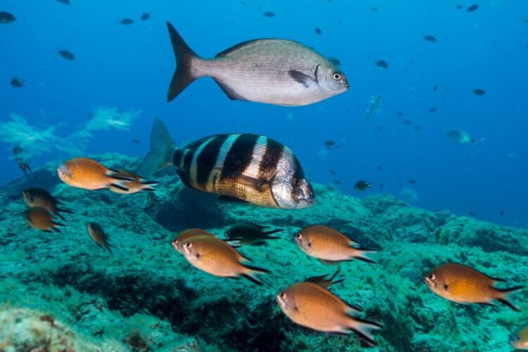 Proteção total à volta das Selvagens torna-se a maior da Europa 11 Proteção total à volta das Selvagens torna-se a maior da Europa