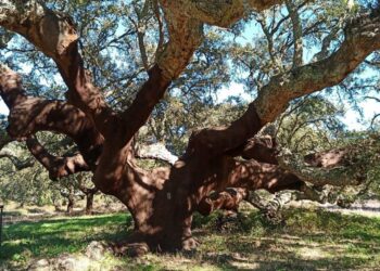 Sobreiro alentejano com mais de 200 anos eleito "Árvore do ano 2022"