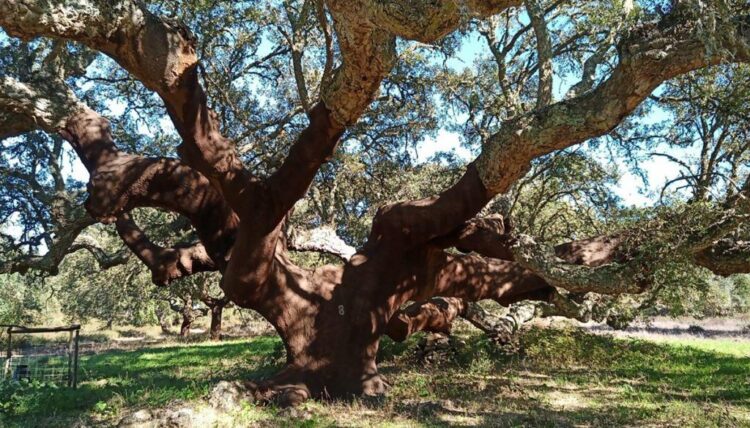 Sobreiro alentejano com mais de 200 anos eleito "Árvore do ano 2022" 11 Sobreiro alentejano com mais de 200 anos eleito "Árvore do ano 2022"