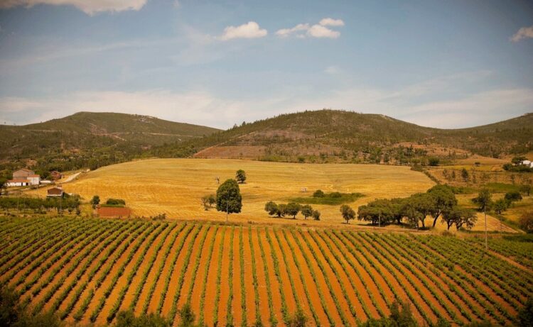 Alentejo é destaque no prestigiado The New York Times 11 Alentejo é destaque no prestigiado The New York Times