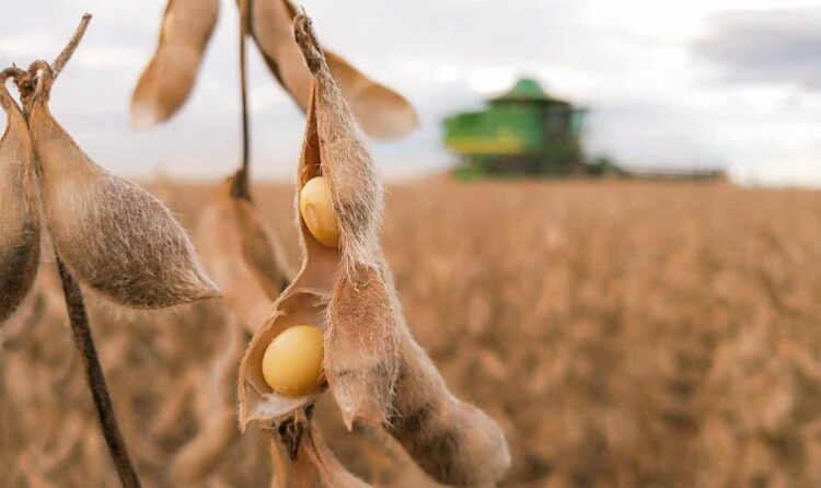 Brasil. Exportações de soja bateram recorde em 2021 11 Brasil. Exportações de soja bateram recorde em 2021