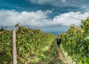Comercialização de vinho Madeira gerou 19,3 ME de receitas em 2021