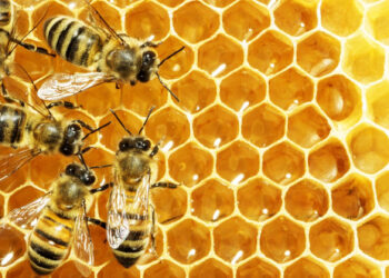 Granja San Francisco apresenta Mel Serras de Portugal com origem 100% nacional