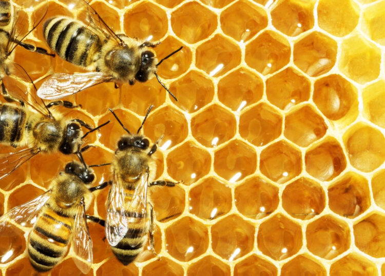 Granja San Francisco apresenta Mel Serras de Portugal com origem 100% nacional 11 Granja San Francisco apresenta Mel Serras de Portugal com origem 100% nacional