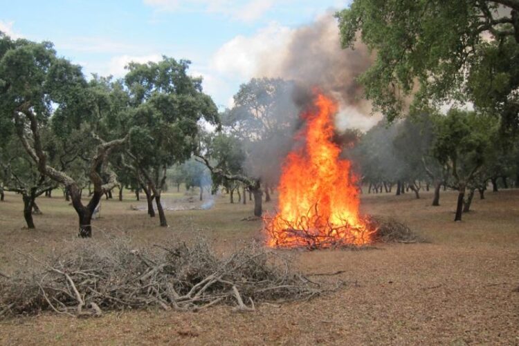 Queimas e queimadas proibidas a partir deste domingo 11 Queimas e queimadas proibidas a partir deste domingo