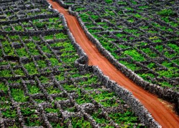 Vinho e turismo vinícola do Pico promovidos na China