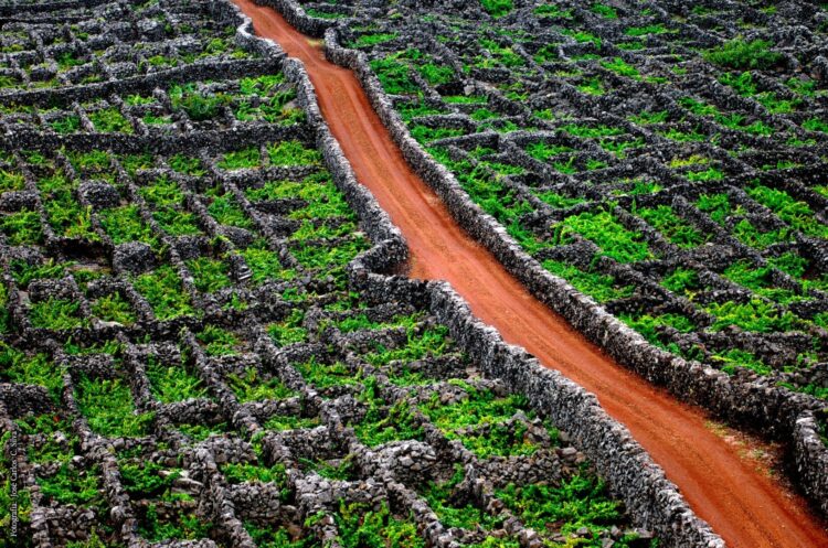 Vinho e turismo vinícola do Pico promovidos na China
