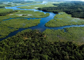 Sistema de alertas tenta salvar o que resta da Mata Atlântica