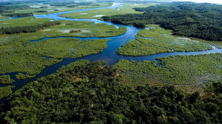 Sistema de alertas tenta salvar o que resta da Mata Atlântica 11 Sistema de alertas tenta salvar o que resta da Mata Atlântica