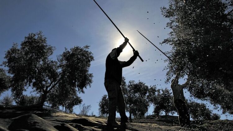Produção de azeite em níveis recorde e cereais de inverno em mínimos históricos 11 Produção de azeite em níveis recorde e cereais de inverno em mínimos históricos