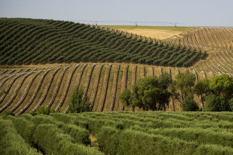 Investigadores da Universidade de Évora convocam olivicultores para melhor conhecer as variedades de oliveira cultivadas em Portugal 11 Investigadores da Universidade de Évora convocam olivicultores para melhor conhecer as variedades de oliveira cultivadas em Portugal