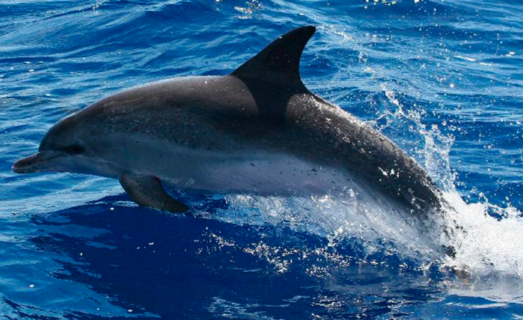 Portugal em 26º entre 66 países avaliados sobre "tecnologia azul" para preservar oceanos 11 Portugal em 26º entre 66 países avaliados sobre "tecnologia azul" para preservar oceanos