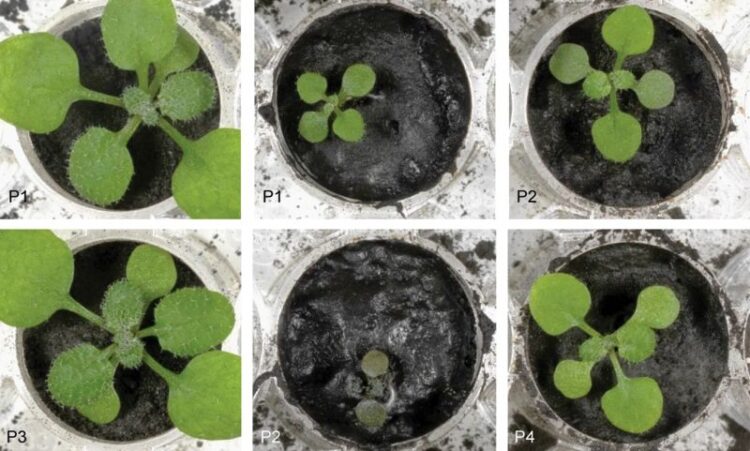 Cientistas cultivaram plantas em solo lunar pela primeira vez 11 Cientistas cultivaram plantas em solo lunar pela primeira vez