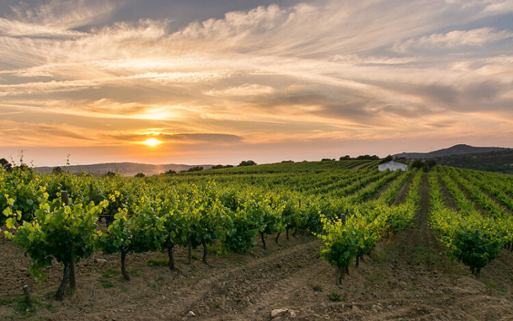 Produtores de vinho alentejano recebem selo de aprovação sustentável 11 Produtores de vinho alentejano recebem selo de aprovação sustentável