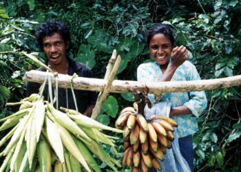 Diáspora timorense pode apoiar diversificação da economia