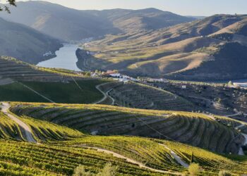 Douro apresenta candidatura conjunta a Cidade Europeia do Vinho 2023