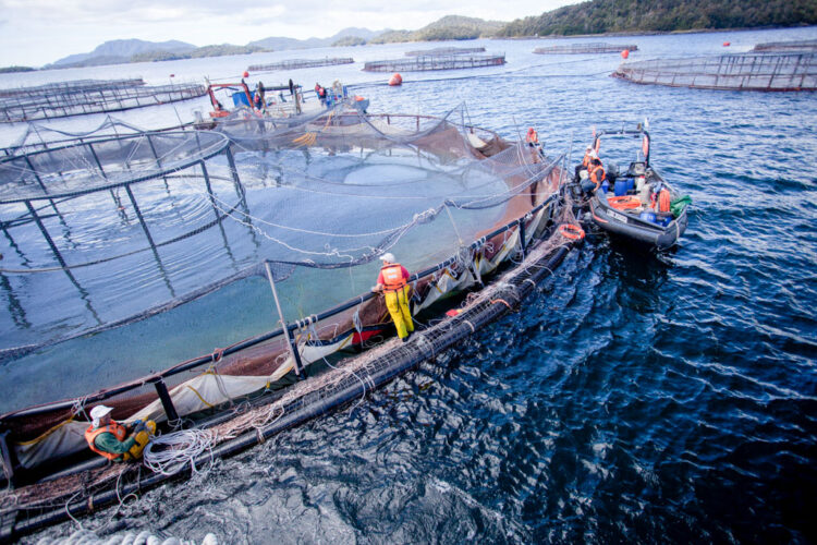 Jerónimo Martins investe 16,8ME na aquisição de 10,1% da norueguesa Andfjord Salmon