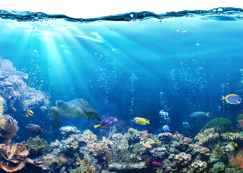 Oceanos: Projeto FILMar da Cinemateca ajuda a perceber relação dos portugueses com mar