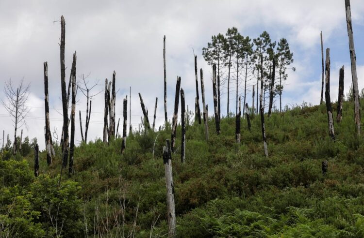 Foto: Paulo Novais/ Lusa