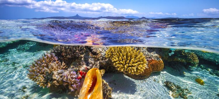 Rota azul para Lisboa. Contagem decrescente para a Conferência dos Oceanos das Nações Unidas (UNOC) 11 Rota azul para Lisboa. Contagem decrescente para a Conferência dos Oceanos das Nações Unidas (UNOC)