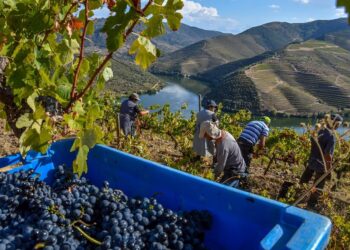 ANCEVE: Pequenos e médios produtores de vinho vivem “situação dramática” com aumento de preços