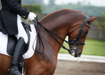Portugal participa no campeonato do mundo de equitação de trabalho em Les herbiers
