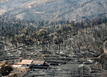 Chega apresenta proposta de lei para travar venda de madeira queimada