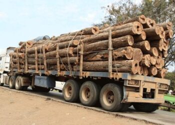 Corrupção e “instituições fracas” facilitam tráfico de madeira de Moçambique para a China