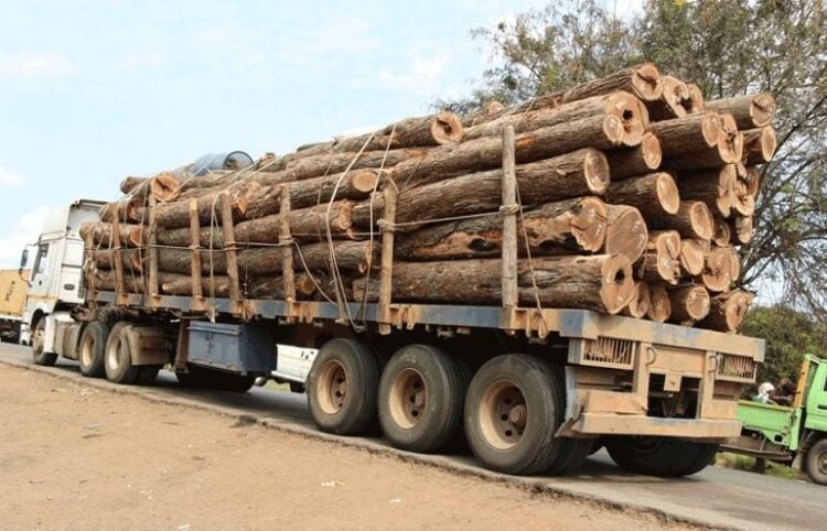 Corrupção e “instituições fracas” facilitam tráfico de madeira de Moçambique para a China