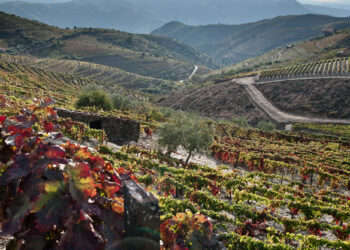 Lamego recebe primeiro Douro & Porto Wine Festival