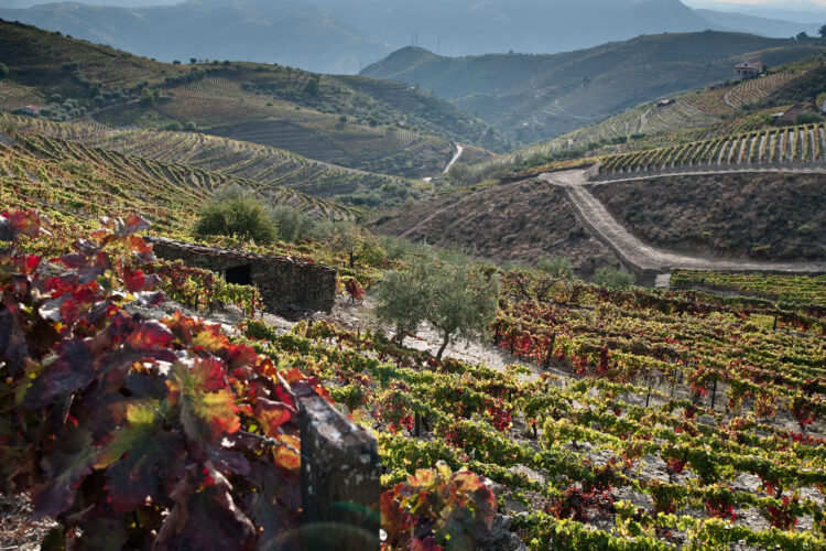 Lamego recebe primeiro Douro & Porto Wine Festival 11 Lamego recebe primeiro Douro & Porto Wine Festival