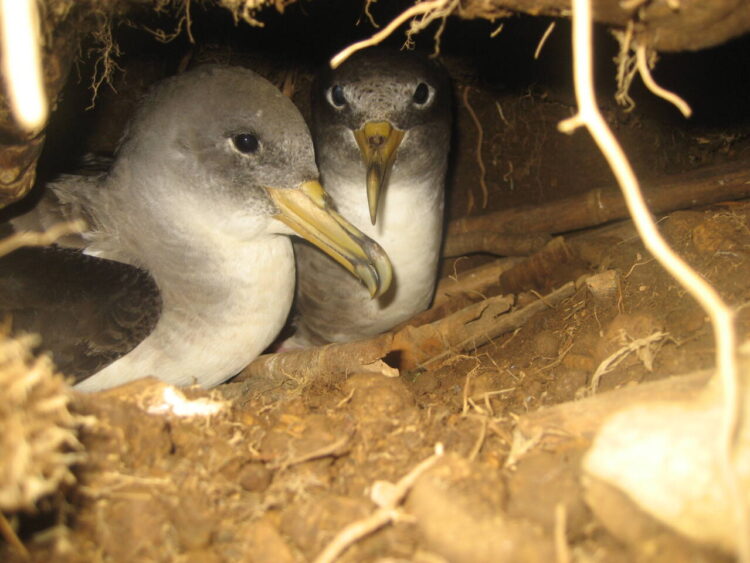 Alunos de Arganil ajudam na proteção do cagarro nos Açores 11 Alunos de Arganil ajudam na proteção do cagarro nos Açores