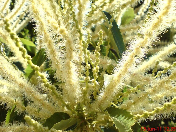 Primeira fábrica do conservante de flor de castanheiro está a nascer em Bragança