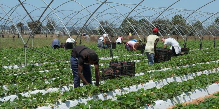 Tráfico de imigrantes é "problema estrutural" e polícia intervém porque sociedade "falha" 11 Tráfico de imigrantes