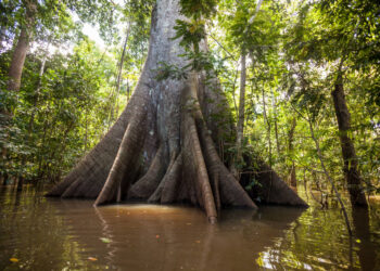 COP27: Lula da Silva diz que quer organizar conferência do clima na Amazónia em 2025