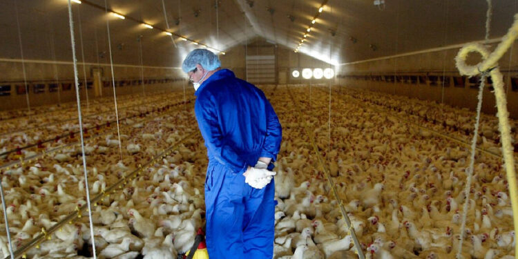 Gripe aviária está a alastrar-se pela Europa 11 gripe aves