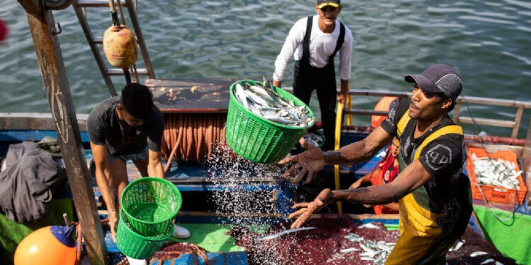 Espanha, França e Portugal propõem fixar capturas e quotas de pesca na UE 11 pesca