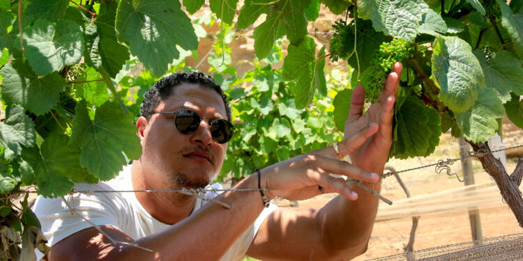 Vinho angolano produzido no Namibe quer mostrar o que vale em Portugal 11 VINHO