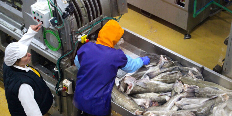 Lugrade aumenta faturação e prepara abertura de terceira unidade produtiva 11 bacalhau