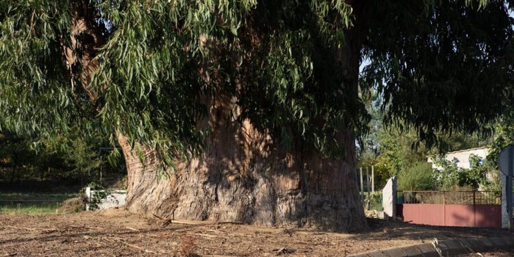 Portugal. Eucalipto de Contige vence Árvore do Ano 2023 11 Eucalipto de Contige