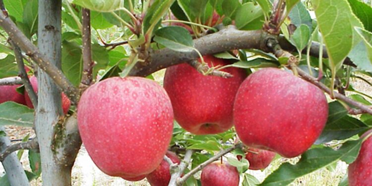 A maçã de Alcobaça é a que consome menos água, a nível europeu 11 maçã de Alcobaça