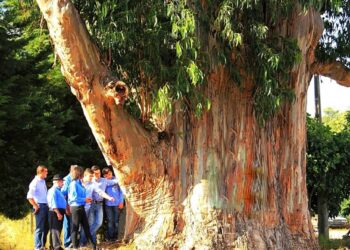 Árvore Europeia 2023