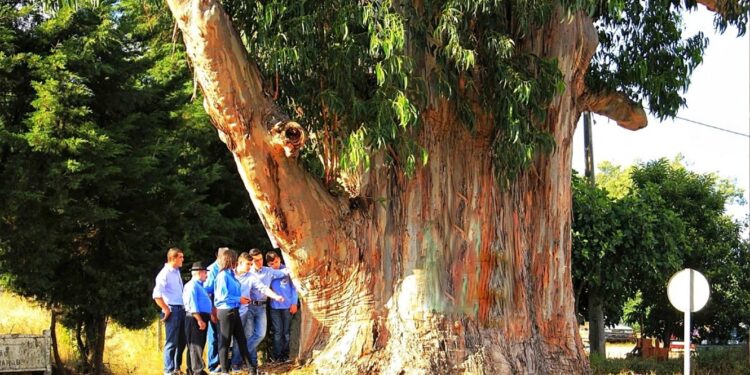 Vote na Árvore Europeia 2023 11 Árvore Europeia 2023