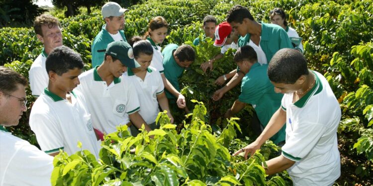 Cabo Verde. Governo desafia jovens a investirem na agricultura usando tecnologias 11 Cabo Verde agricultura